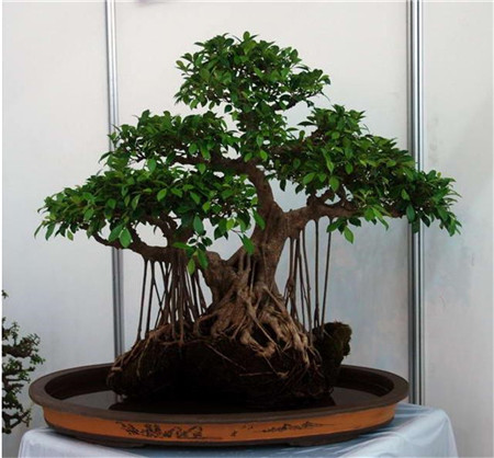 附石水養(yǎng)榕樹