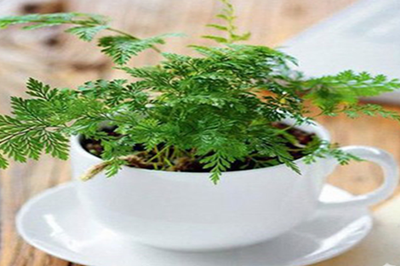 南洋杉盆景制作：具體步驟