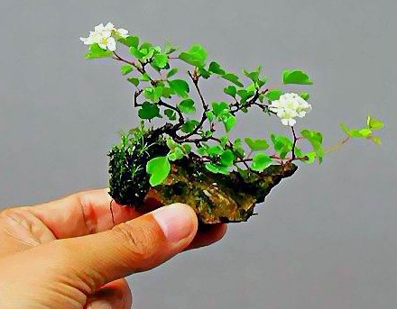 微型景觀制作：取材