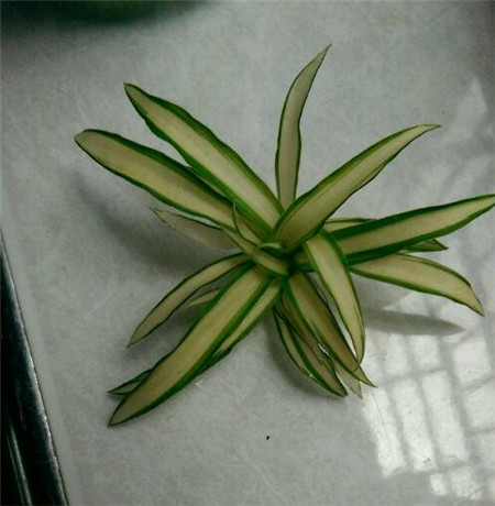 這個(gè)吊蘭能活嗎