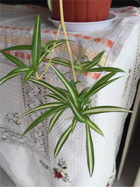 吊蘭多大可以剪