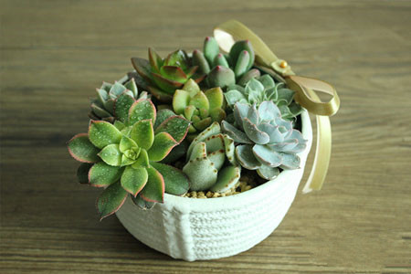 多肉植物拼盤盆景制作