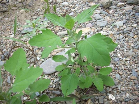 灰灰菜的主要價(jià)值