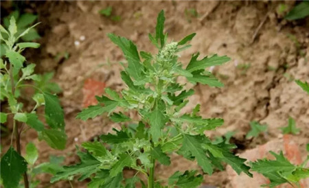 灰灰菜的注意事項(xiàng)