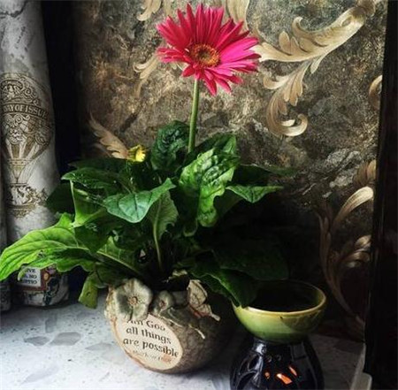 四季花開：非洲菊