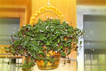 婚紗吊蘭水培：養(yǎng)護