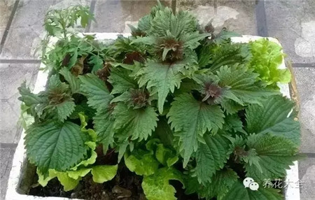 紫蘇的養(yǎng)護要點