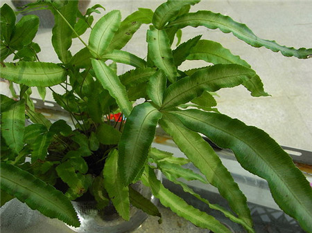 鳳尾蕨水培然后養(yǎng)護(hù)