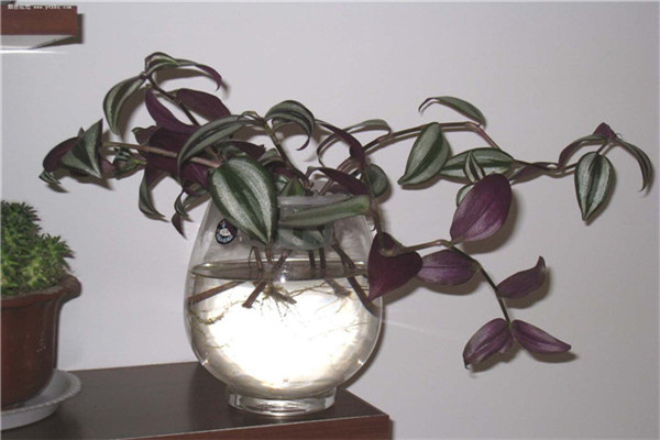 吊竹梅是否可以水養(yǎng)？