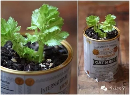 芹菜生長(zhǎng)