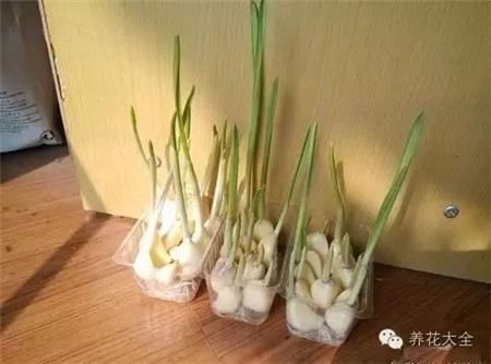 長(zhǎng)芽