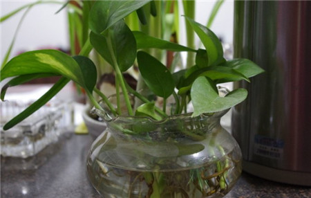 虎眼萬(wàn)年青水培