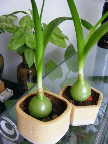 虎眼萬(wàn)年青水培的營(yíng)養(yǎng)液管理