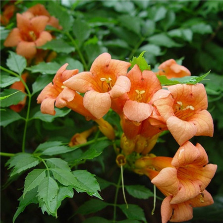 凌霄花盆景養(yǎng)護(hù)管理