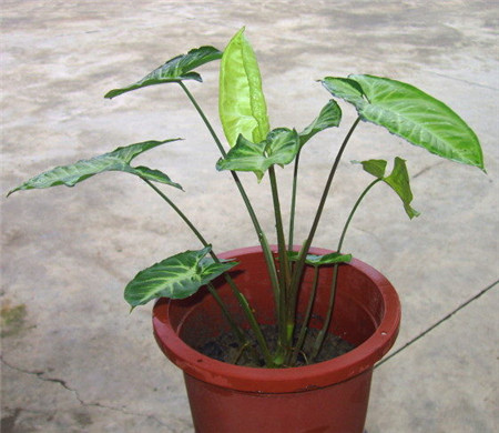 白蝴蝶水培養(yǎng)護(hù)