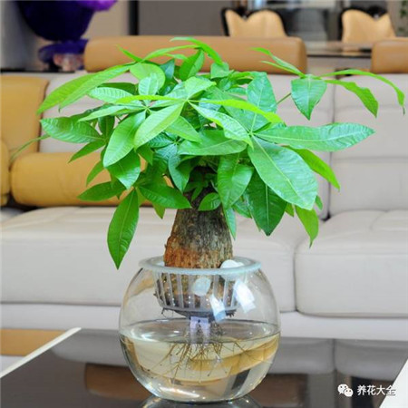 發(fā)財(cái)樹(shù)