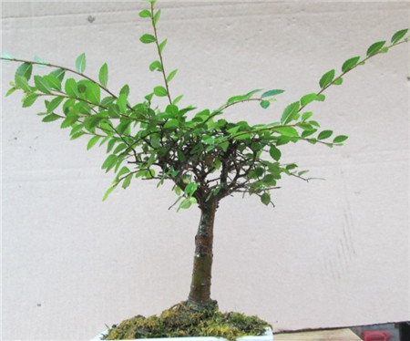 榆樹盆景的養(yǎng)護