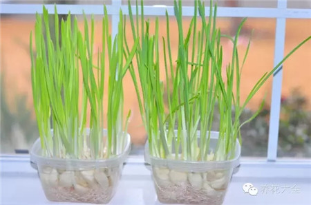 小苗已經(jīng)長(zhǎng)大