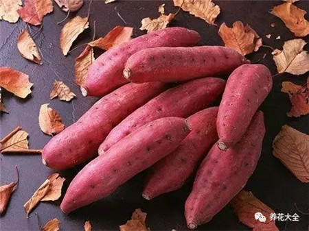 健康的紅薯