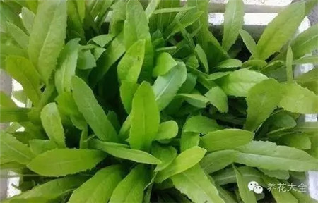 菜菜長(zhǎng)得很嫩