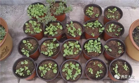 雞毛菜過(guò)密