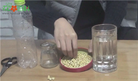 選擇合適的豆子