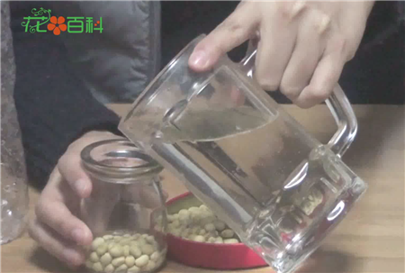 選擇合適的豆子