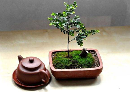 JPG小葉紫檀圖片