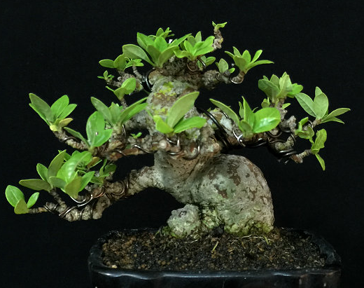 虬曲多姿的小葉梔子盆景圖