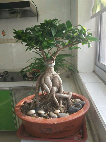 水培人參榕的條件