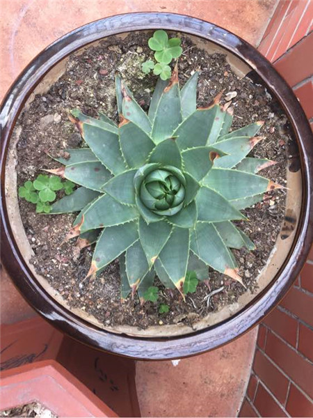 蘆薈女王為什么不能進行水養(yǎng)