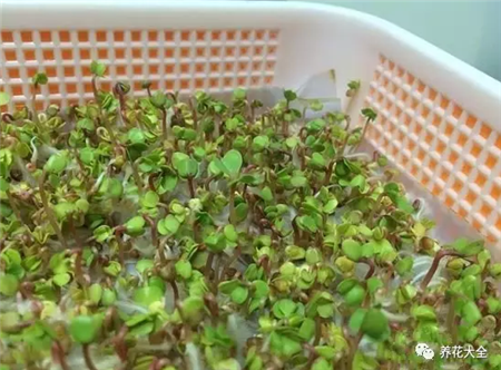 蘿卜種養(yǎng)花