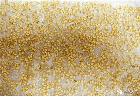 小麥種子播種