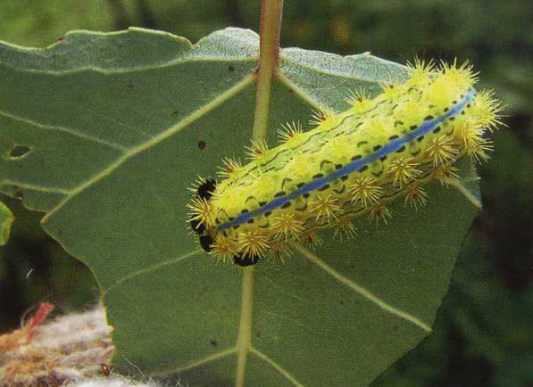 刺蛾幼蟲(chóng)