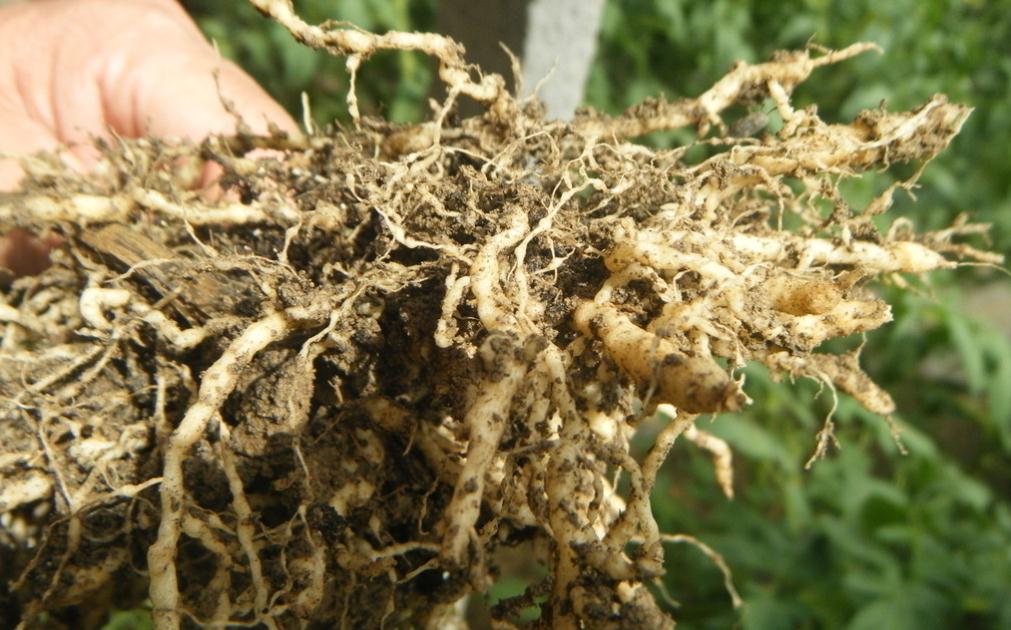 紅掌蟲害——線蟲