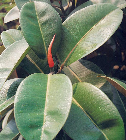 橡皮樹(shù)根結(jié)線蟲(chóng)的防治方法