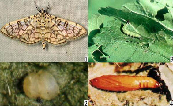 木棉卷大冥蟲(chóng)