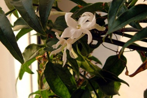 冬季室內盆栽茉莉花