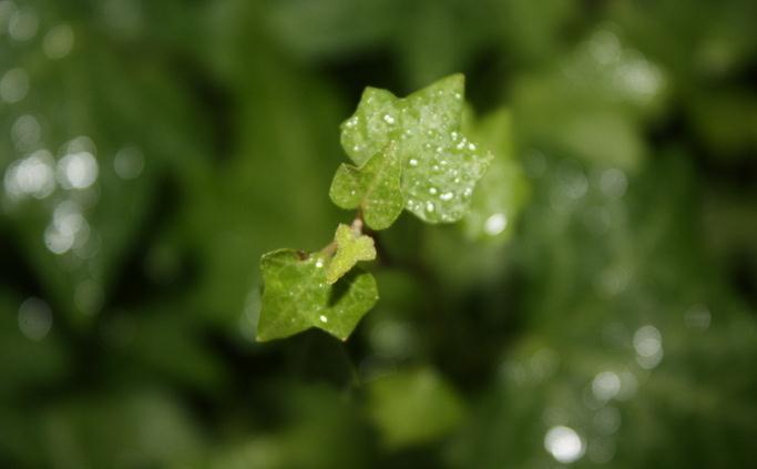 常春藤葉子發(fā)黃原因