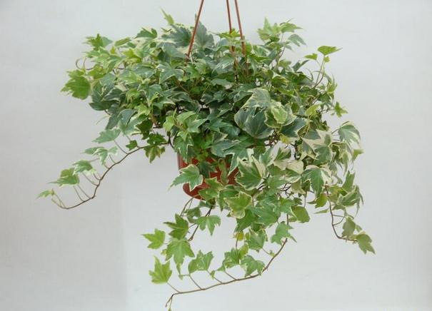 常春藤葉子發(fā)黃原因：病蟲(chóng)害