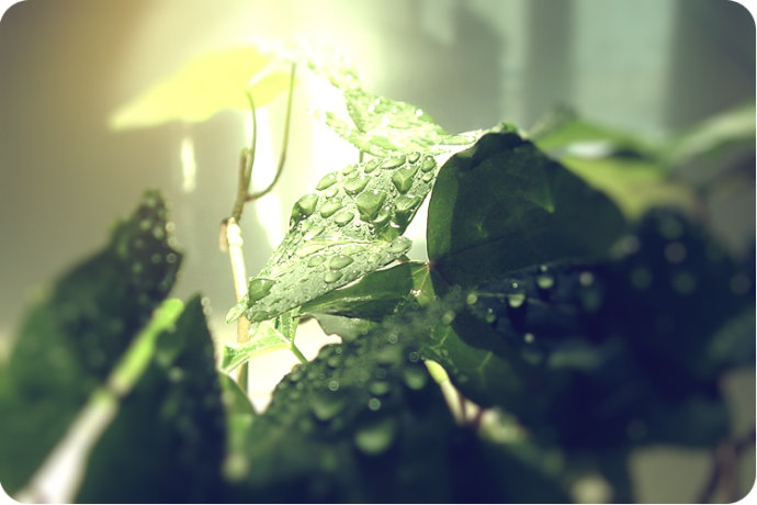 常春藤葉子發(fā)黃怎么辦