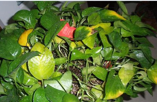 口紅吊蘭葉子發(fā)黃原因一：澆水太勤