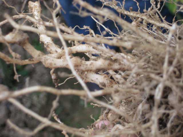 根結(jié)線蟲(chóng)