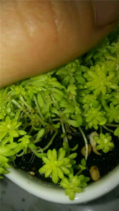 黃金萬(wàn)年草小黑飛