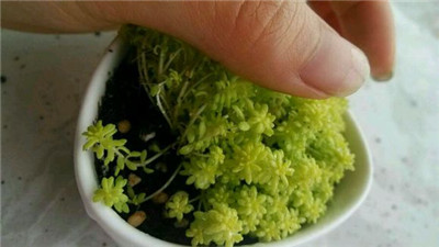 黃金萬(wàn)年草蚧殼蟲