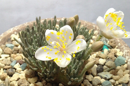 防治爛根，讓白花韌錦這么美！