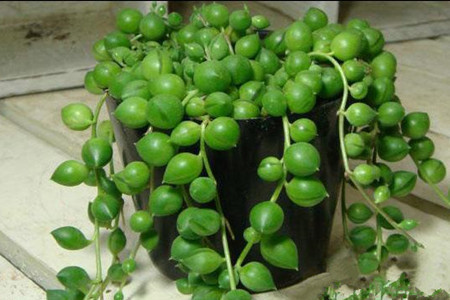 綠之鈴：不要螨蟲(chóng)要健康