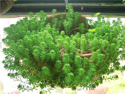 白花小松的蟲子是什么？