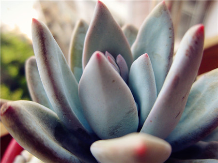 霜之朝常見病蟲害