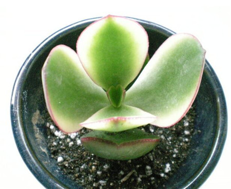 花月錦這么美，才不要蟲害